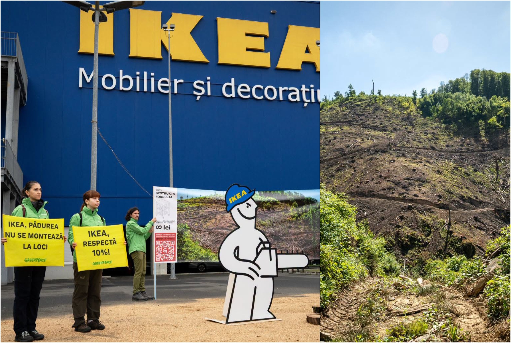 Scandal în lanțul de aprovizionare IKEA: Acuzații de exploatare a unei păduri seculare din România