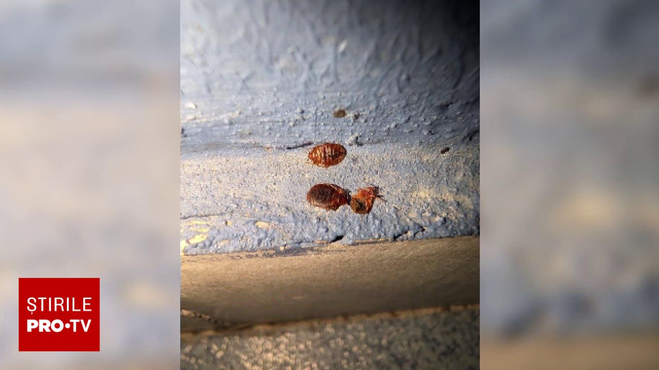 Scandal cu ploșnițe în locații publice: Studenții de la ASE și pacienții de la Spitalul Colentina reclamă prezența insectelor