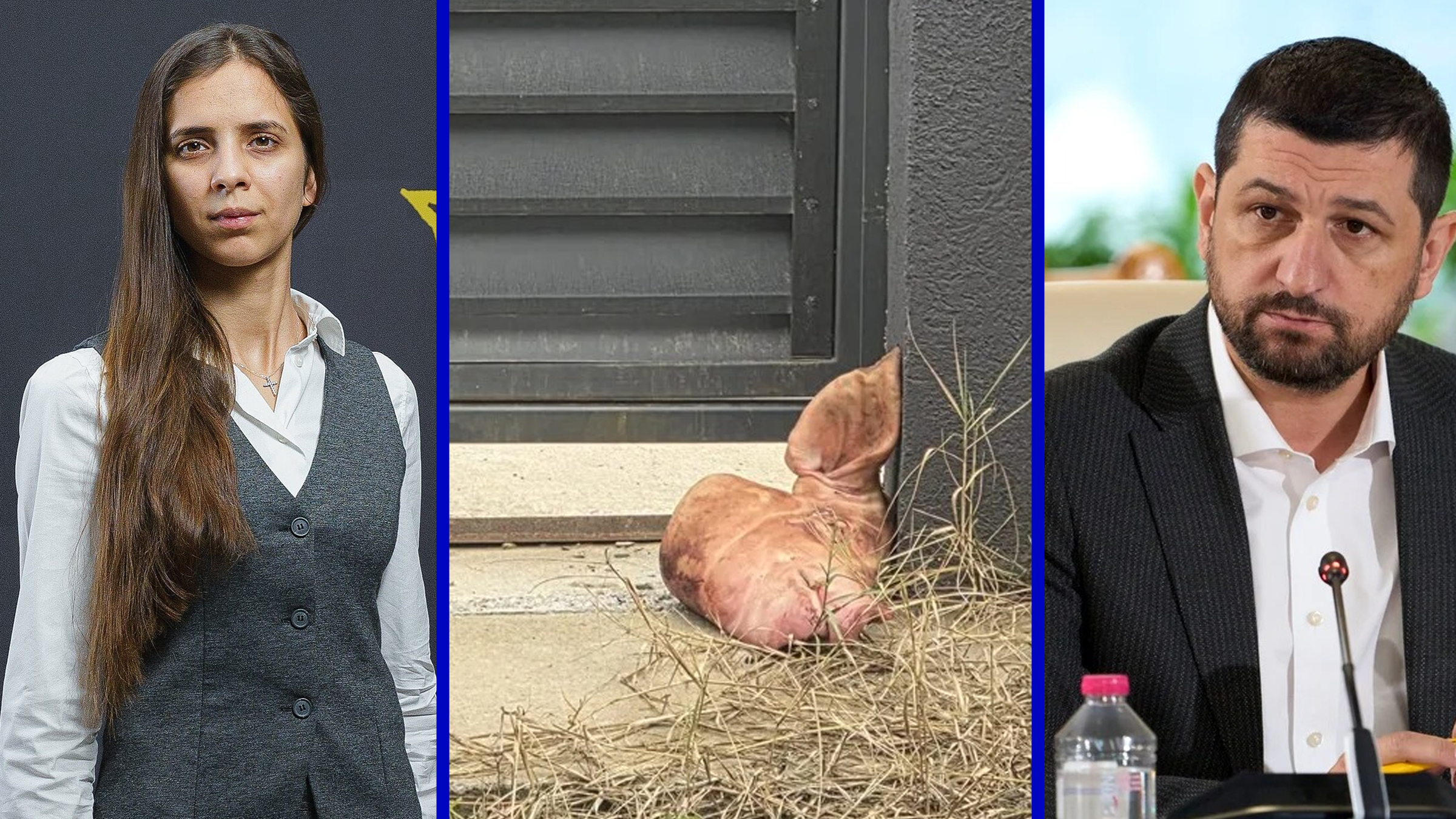 Scandal în AUR: Ariadna Cârligeanu susține că Marius Lulea a orchestrat gestul cu capul de porc