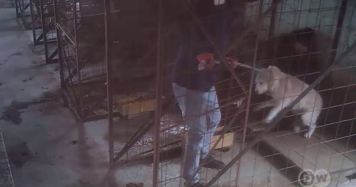 Scandal în adăposturile de animale: Accuzatii de ucidere ilegală și profituri masive din fondurile publice