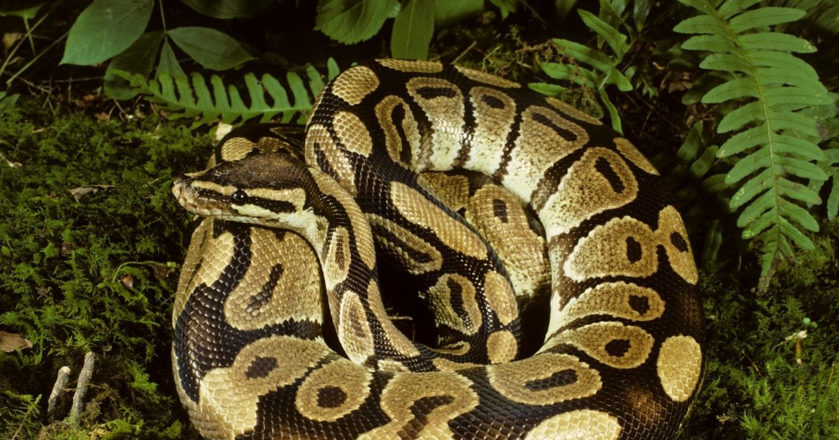 Scandal la Zoo Sibiu: Un iepure viu a fost oferit unui piton în fața copiilor