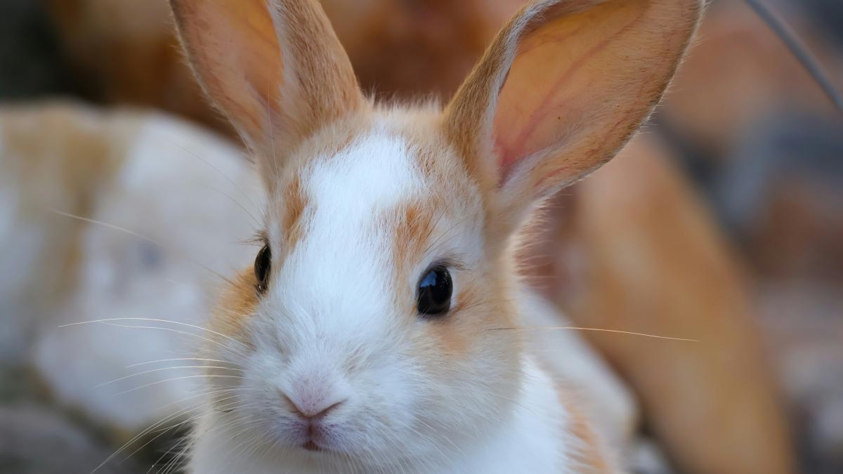 Scandal la Grădina Zoologică Sibiu: un iepure viu a fost oferit ca hrană unui piton