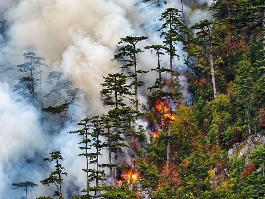 Incendiu masiv în Parcul Național Domogled: 400 de hectare ard de o lună, România refuză ajutorul UE