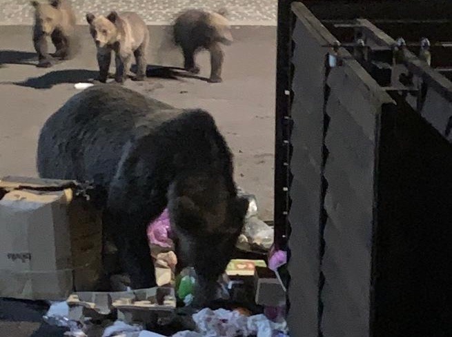 Avertisment de la Primăria Brașov: Hrana pentru animale atrage urșii în zonele rezidențiale