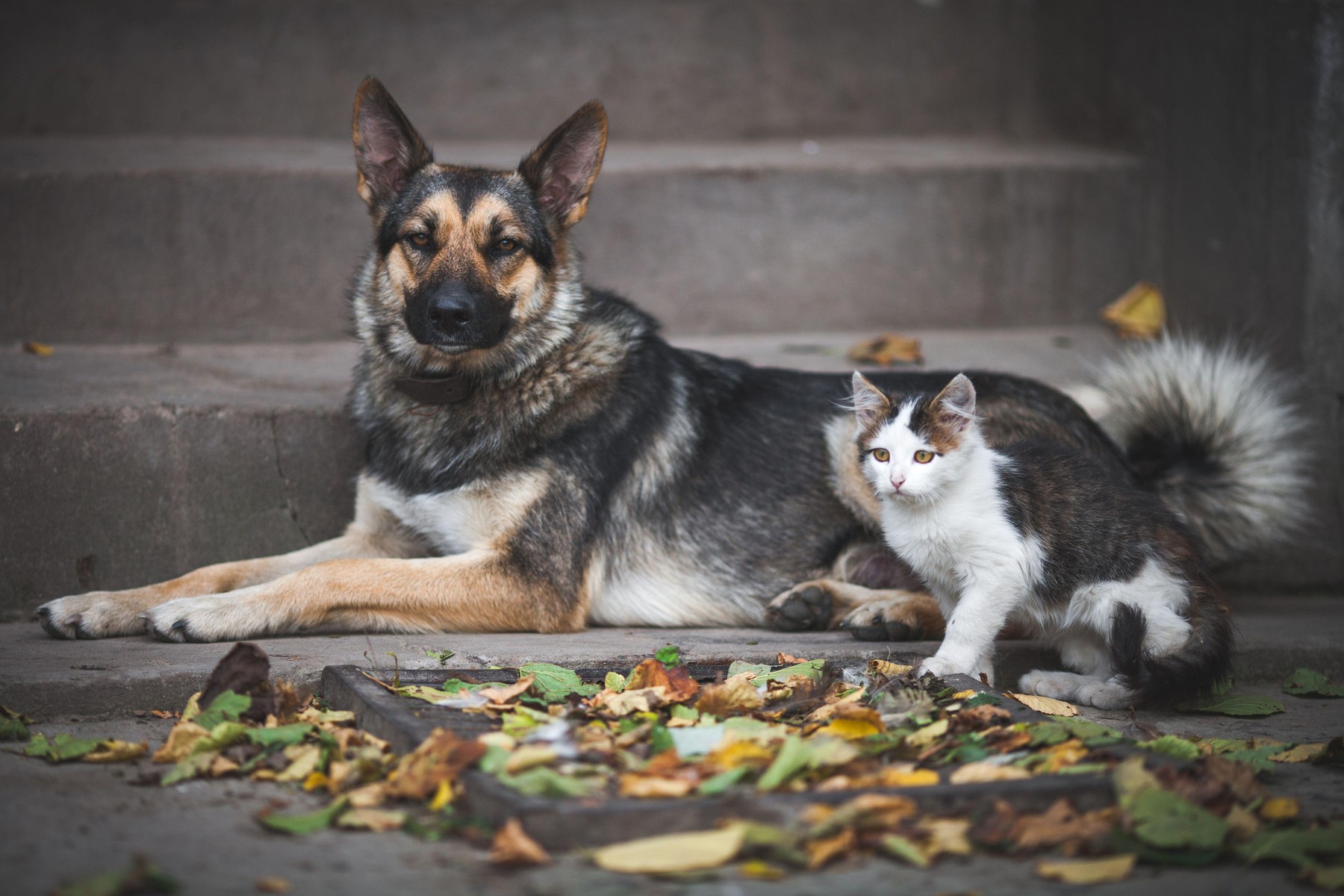 Manifestare masivă în București: Peste 70 de ONG-uri protestează împotriva modului în care statul gestionează animalele
