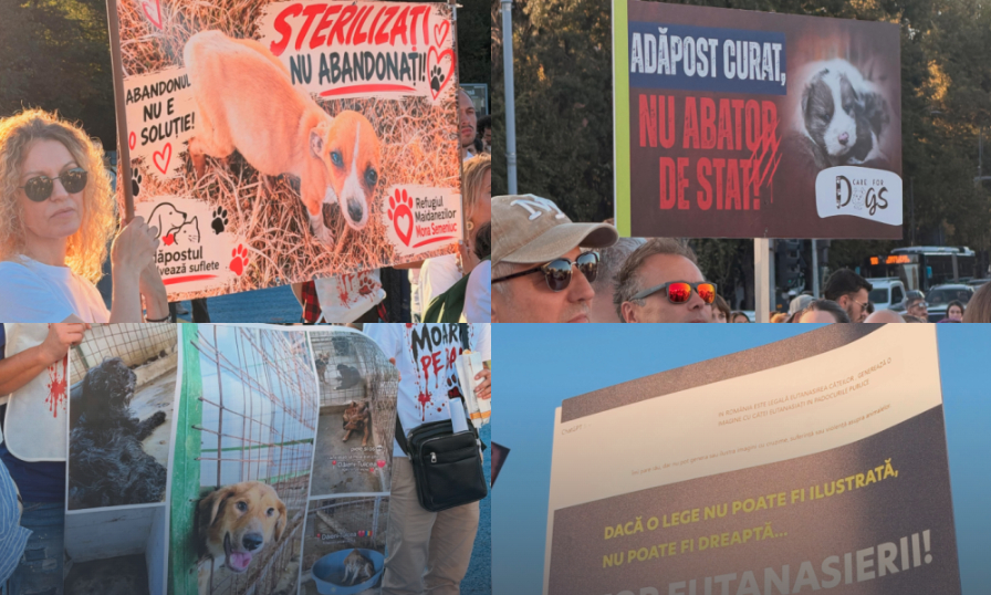 Protest masiv la București pentru drepturile animalelor: cereri de sterilizare și oprirea abandonului